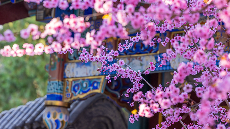 Beijing_s_Zhongshan_Park_Dazzles_with_Rare_Spring_Plum_Blooms - Khabar Asia Beijing_s_Zhongshan_Park_Dazzles_with_Rare_Spring_Plum_Blooms