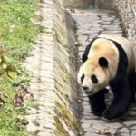 Beloved_Panda_Fu_Bao_Thrives_in_China_After_Recovery_Journey - Khabar Asia Beloved_Panda_Fu_Bao_Thrives_in_China_After_Recovery_Journey