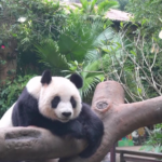 Boao_Forum_2025__Hainan_Focuses_on_Cooperation___Panda_Diplomacy_poster - Khabar Asia Boao_Forum_2025__Hainan_Focuses_on_Cooperation___Panda_Diplomacy video poster
