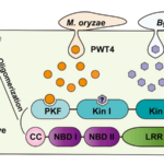 Breakthrough_in_Wheat_Immune_Defense_Unveils_New_Crop_Resistance_Pathways - Khabar Asia Breakthrough_in_Wheat_Immune_Defense_Unveils_New_Crop_Resistance_Pathways