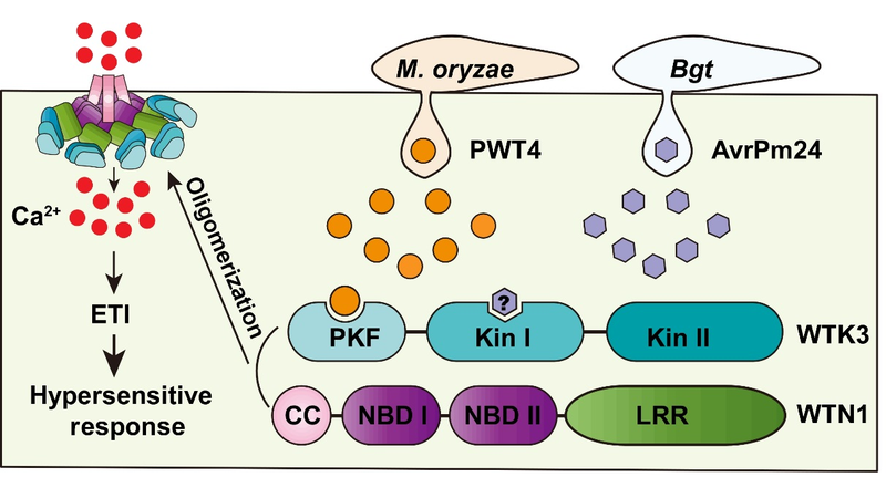 Breakthrough_in_Wheat_Immune_Defense_Unveils_New_Crop_Resistance_Pathways - Khabar Asia Breakthrough_in_Wheat_Immune_Defense_Unveils_New_Crop_Resistance_Pathways