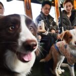 Changchun_Launches_Pet_Friendly_Tourism_Tram_with_Cultural_Flair