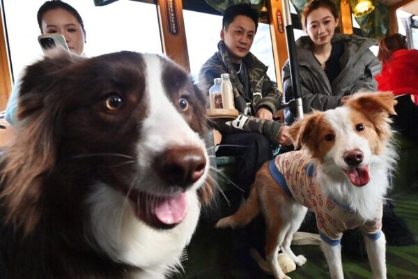 Changchun Launches Pet-Friendly Tourism Tram with Cultural Flair Changchun_Launches_Pet_Friendly_Tourism_Tram_with_Cultural_Flair