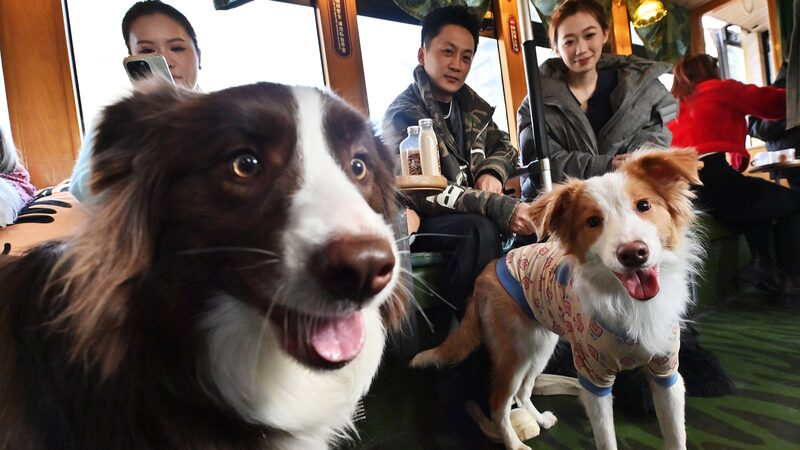 Changchun_Launches_Pet_Friendly_Tourism_Tram_with_Cultural_Flair - Khabar Asia Changchun_Launches_Pet_Friendly_Tourism_Tram_with_Cultural_Flair