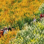 Chengdu_s_Rapeseed_Fields_Paint_Spring_in_Vibrant_Colors - Khabar Asia Chengdu_s_Rapeseed_Fields_Paint_Spring_in_Vibrant_Colors
