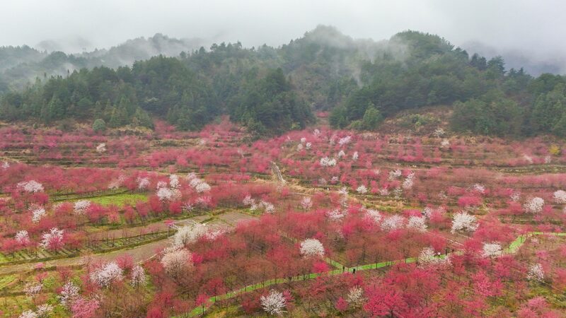 Cherry_Blossoms_Revive_Rural_Tourism_in_China_s_Guizhou - Khabar Asia Cherry_Blossoms_Revive_Rural_Tourism_in_China_s_Guizhou