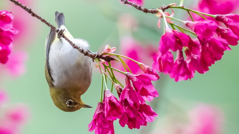 Cherry Blossoms & Birdwatching: Swinhoe’s White-Eye Brightens Nanchang Spring Cherry_Blossoms___Birdwatching__Swinhoe_s_White_Eye_Brightens_Nanchang_Spring