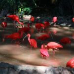 Chimelong_Birds_Park_Welcomes_the_World_s_Reddest_Wading_Bird - Khabar Asia Chimelong_Birds_Park_Welcomes_the_World_s_Reddest_Wading_Bird