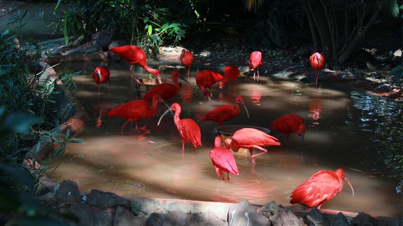 Chimelong_Birds_Park_Welcomes_the_World_s_Reddest_Wading_Bird