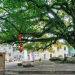 China_Enacts_Landmark_Regulation_to_Protect_Ancient_Trees - Khabar Asia China_Enacts_Landmark_Regulation_to_Protect_Ancient_Trees