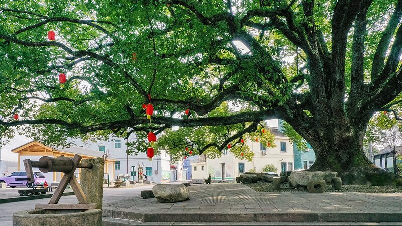 China_Enacts_Landmark_Regulation_to_Protect_Ancient_Trees