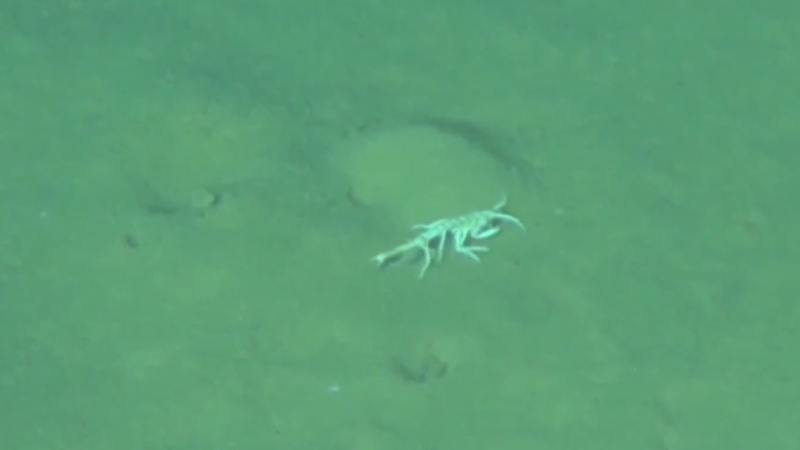 China_Reveals_Thriving_Life_in_Earth_s_Deepest_Ocean_Trench