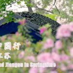 China_s_Rhododendron_Splendor__From_Guizhou_s_Fire_to_Jiangsu_s_Serenity_poster - Khabar Asia China_s_Rhododendron_Splendor__From_Guizhou_s_Fire_to_Jiangsu_s_Serenity video poster