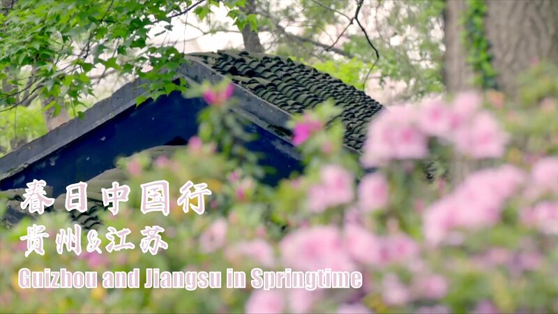 China_s_Rhododendron_Splendor__From_Guizhou_s_Fire_to_Jiangsu_s_Serenity_poster - Khabar Asia China_s_Rhododendron_Splendor__From_Guizhou_s_Fire_to_Jiangsu_s_Serenity video poster