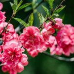 China_s_Spring_Blossoms_Paint_a_Vibrant_Tapestry_of_Renewal_poster - Khabar Asia China_s_Spring_Blossoms_Paint_a_Vibrant_Tapestry_of_Renewal video poster