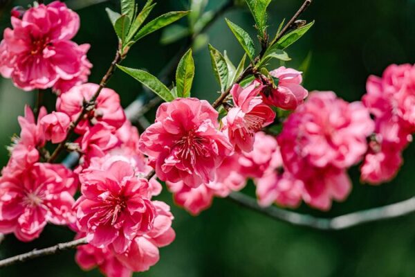 China’s Spring Blossoms Paint a Vibrant Tapestry of Renewal China_s_Spring_Blossoms_Paint_a_Vibrant_Tapestry_of_Renewal video poster