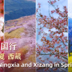 China_s_Spring_Spectacle__Peach_Blossoms_Bloom_from_Beijing_to_Xizang_poster - Khabar Asia China_s_Spring_Spectacle__Peach_Blossoms_Bloom_from_Beijing_to_Xizang video poster
