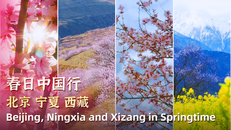 China_s_Spring_Spectacle__Peach_Blossoms_Bloom_from_Beijing_to_Xizang_poster - Khabar Asia China_s_Spring_Spectacle__Peach_Blossoms_Bloom_from_Beijing_to_Xizang video poster