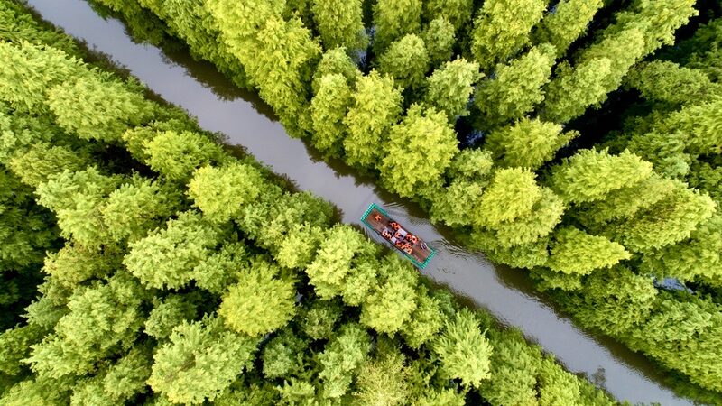 China_s_Tree_Planting_Day_Cultivates_Green_Momentum