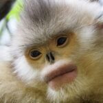 China_s_Wildlife_Conservation_Efforts_Show_Remarkable_Success