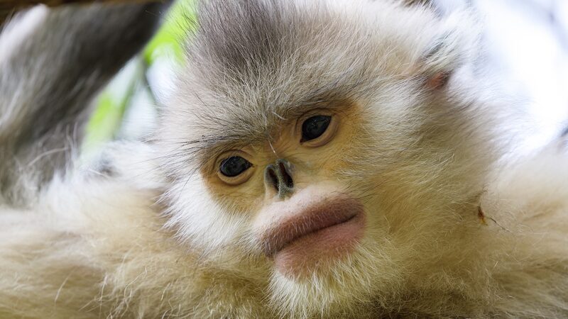 China_s_Wildlife_Conservation_Efforts_Show_Remarkable_Success