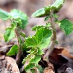 Chinese_Breakthrough_in_Nanoparticles_Boosts_Crop_Growth