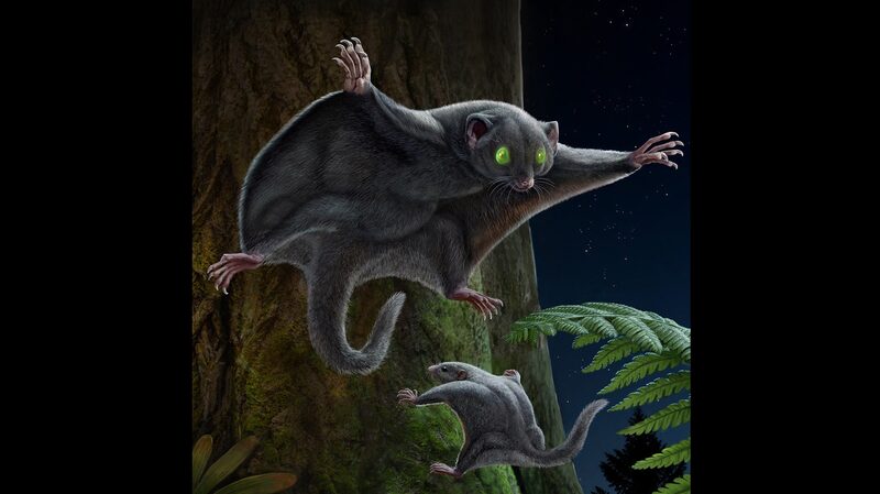 Dark_Fur_Key_to_Early_Mammals__Survival__Study_Reveals