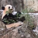 Giant_Pandas_Return_to_Smithsonian_National_Zoo_in_Diplomatic_Gesture - Khabar Asia Giant_Pandas_Return_to_Smithsonian_National_Zoo_in_Diplomatic_Gesture
