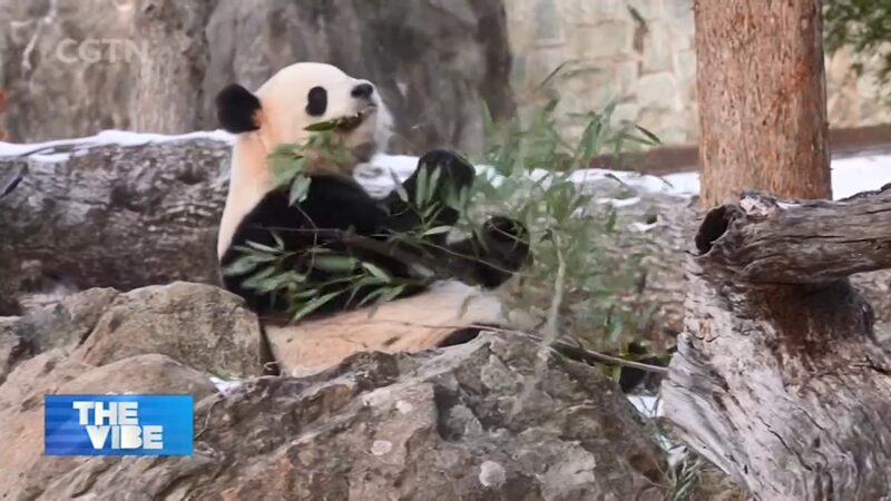 Giant_Pandas_Return_to_Smithsonian_National_Zoo_in_Diplomatic_Gesture