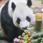 Giant_Pandas_Steal_Spotlight_at_Boao_Forum_Sidelines_in_Hainan_poster-3 - Khabar Asia Giant_Pandas_Steal_Spotlight_at_Boao_Forum_Sidelines_in_Hainan video poster