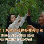 Green_Oasis_Emerges__Grandfather_and_Granddaughter_Revive_Ningxia_s_Barren_Hills_poster - Khabar Asia Green_Oasis_Emerges__Grandfather_and_Granddaughter_Revive_Ningxia_s_Barren_Hills video poster