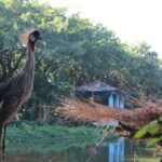 Grey_Crowned_Cranes_Thrive_at_Guangzhou_s_Chimelong_Bird_Park - Khabar Asia Grey_Crowned_Cranes_Thrive_at_Guangzhou_s_Chimelong_Bird_Park