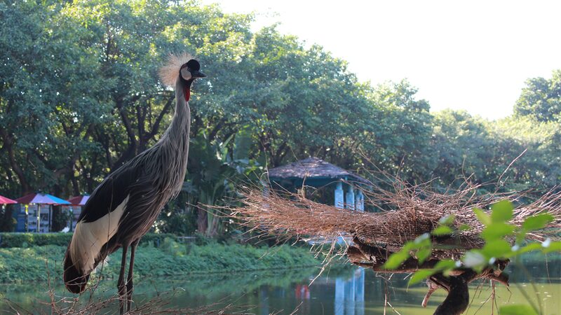 Grey_Crowned_Cranes_Thrive_at_Guangzhou_s_Chimelong_Bird_Park - Khabar Asia Grey_Crowned_Cranes_Thrive_at_Guangzhou_s_Chimelong_Bird_Park