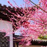 Handan_s_Plum_Blossoms_Paint_Historic_Garden_in_Vibrant_Hues - Khabar Asia Handan_s_Plum_Blossoms_Paint_Historic_Garden_in_Vibrant_Hues