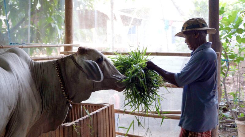 Hope_Blooms__Cambodian_Family_Takes_on_Cattle_Farming_to_Support_Granddaughter_s_Treatment video poster