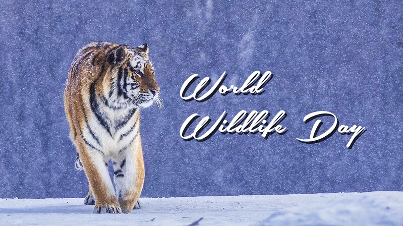 Investing_in_Wildlife__Securing_Our_Planet_s_Future - Khabar Asia Investing_in_Wildlife__Securing_Our_Planet_s_Future