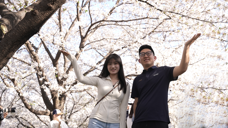 LGCZEXPIJ5SIKGG7SXF6 - Khabar Asia Wuhan’s Cherry Blossoms: Where Poetry Meets AI Innovation video poster