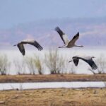 Lashihai_Wetland_Reserve__Yunnan_s_Sanctuary_for_Over_100_000_Migratory_Birds - Khabar Asia Lashihai_Wetland_Reserve__Yunnan_s_Sanctuary_for_Over_100_000_Migratory_Birds