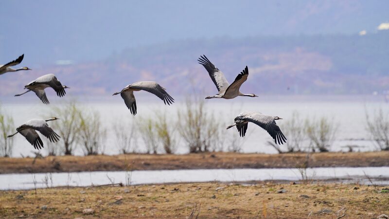 Lashihai_Wetland_Reserve__Yunnan_s_Sanctuary_for_Over_100_000_Migratory_Birds
