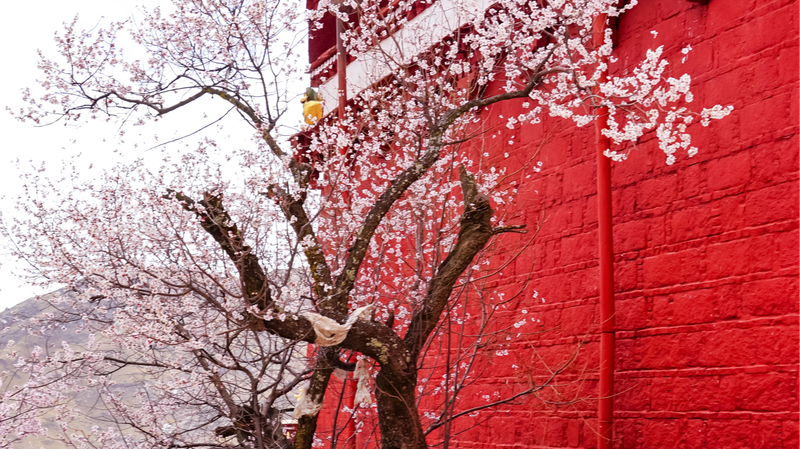 Lhasa_s_Pabongka_Temple_Blooms_Amid_Spring_Splendor - Khabar Asia Lhasa_s_Pabongka_Temple_Blooms_Amid_Spring_Splendor
