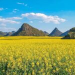 Luoping_s_Golden_Bloom__A_Spring_Spectacle_in_Southwest_China_poster - Khabar Asia Luoping_s_Golden_Bloom__A_Spring_Spectacle_in_Southwest_China video poster