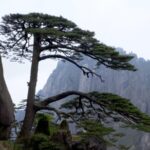 Meet_Hu_Xiaochun__Guardian_of_Mount_Huangshan_s_Iconic_Guest_Greeting_Pine_poster - Khabar Asia Meet_Hu_Xiaochun__Guardian_of_Mount_Huangshan_s_Iconic_Guest_Greeting_Pine video poster