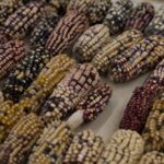 Mexico_Bans_GMO_Corn_Seeds_to_Protect_Native_Biodiversity