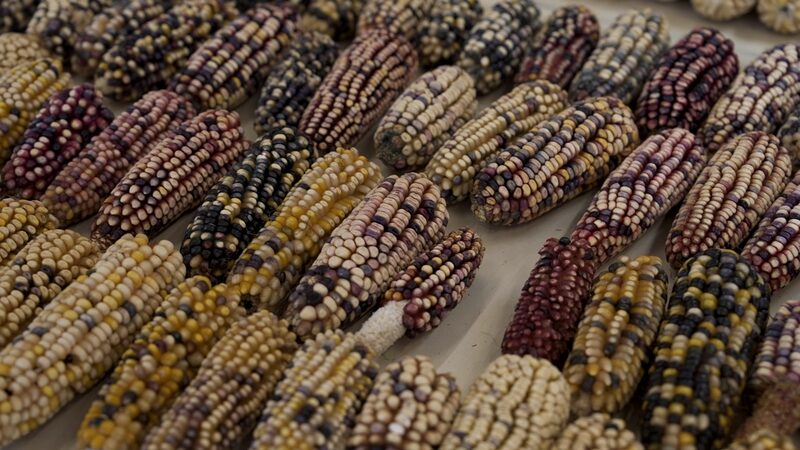 Mexico_Bans_GMO_Corn_Seeds_to_Protect_Native_Biodiversity