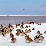 Migratory_Birds_Flock_to_Revitalized_Yellow_River_Wetlands