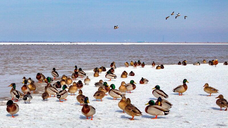 Migratory_Birds_Flock_to_Revitalized_Yellow_River_Wetlands