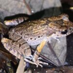 New_Frog_Species_Discovered_in_Central_China_s_Hunan_Province