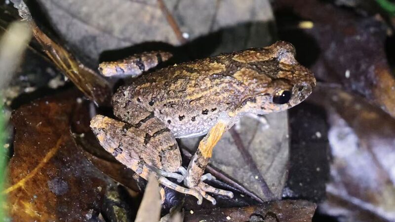 New_Frog_Species_Discovered_in_Central_China_s_Hunan_Province