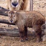 Northern_China_Zoo_Celebrates_Rare_Takin_Birth_and_Conservation_Milestone_poster - Khabar Asia Northern_China_Zoo_Celebrates_Rare_Takin_Birth_and_Conservation_Milestone video poster