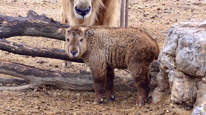 Northern_China_Zoo_Celebrates_Rare_Takin_Birth_and_Conservation_Milestone_poster - Khabar Asia Northern_China_Zoo_Celebrates_Rare_Takin_Birth_and_Conservation_Milestone video poster
